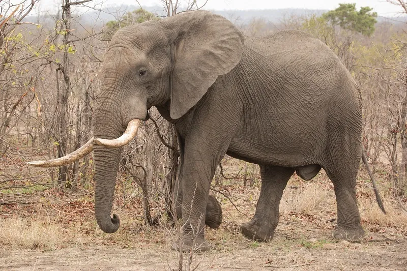 African Elephant