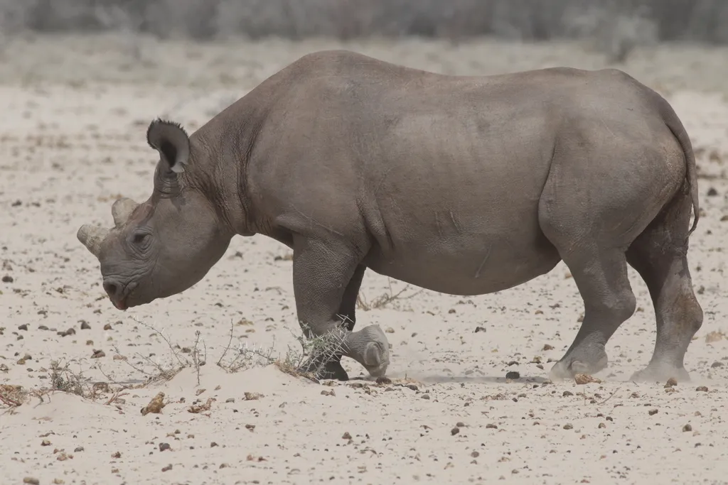 Black Rhinoceros
