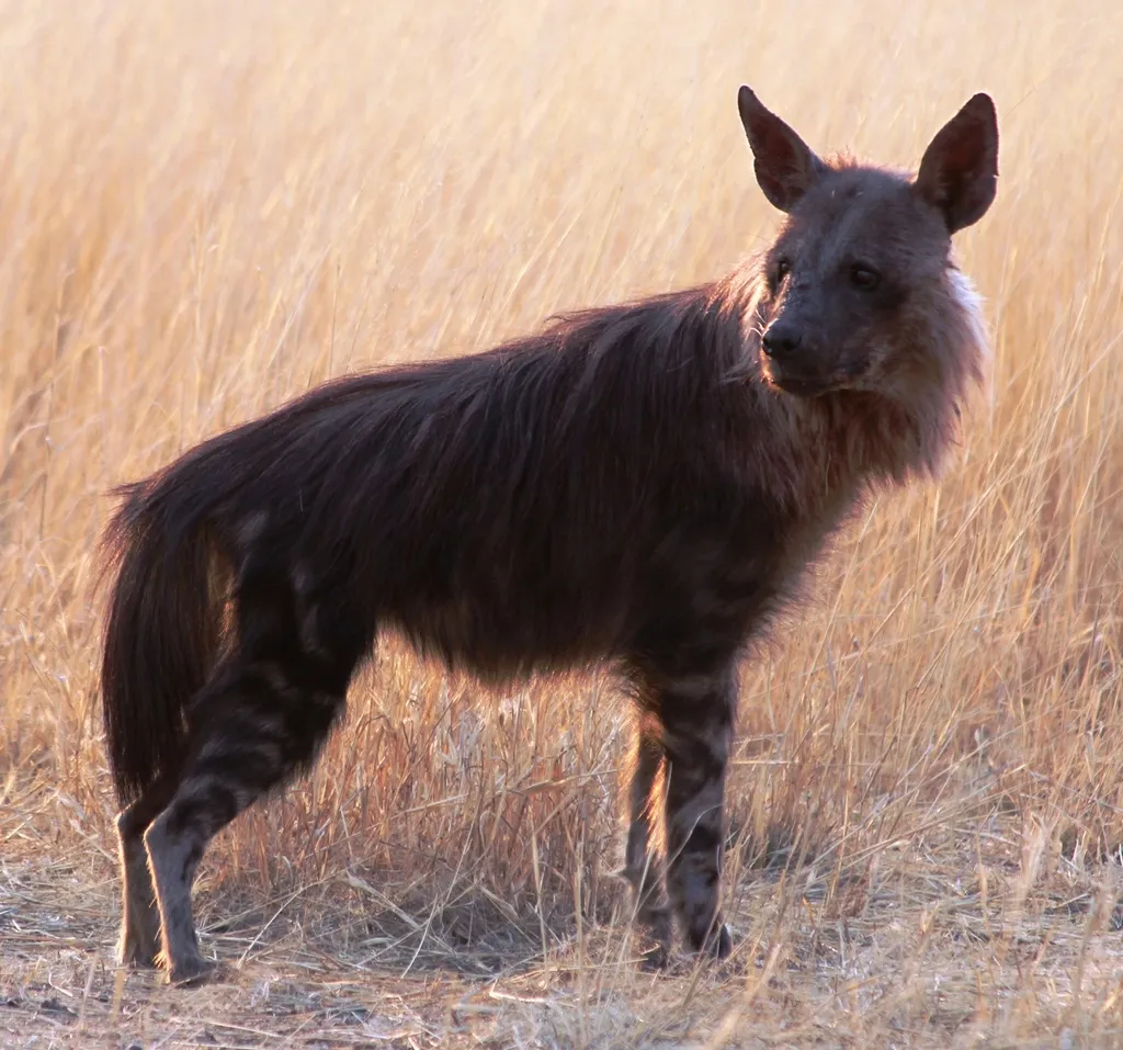 Brown Hyena