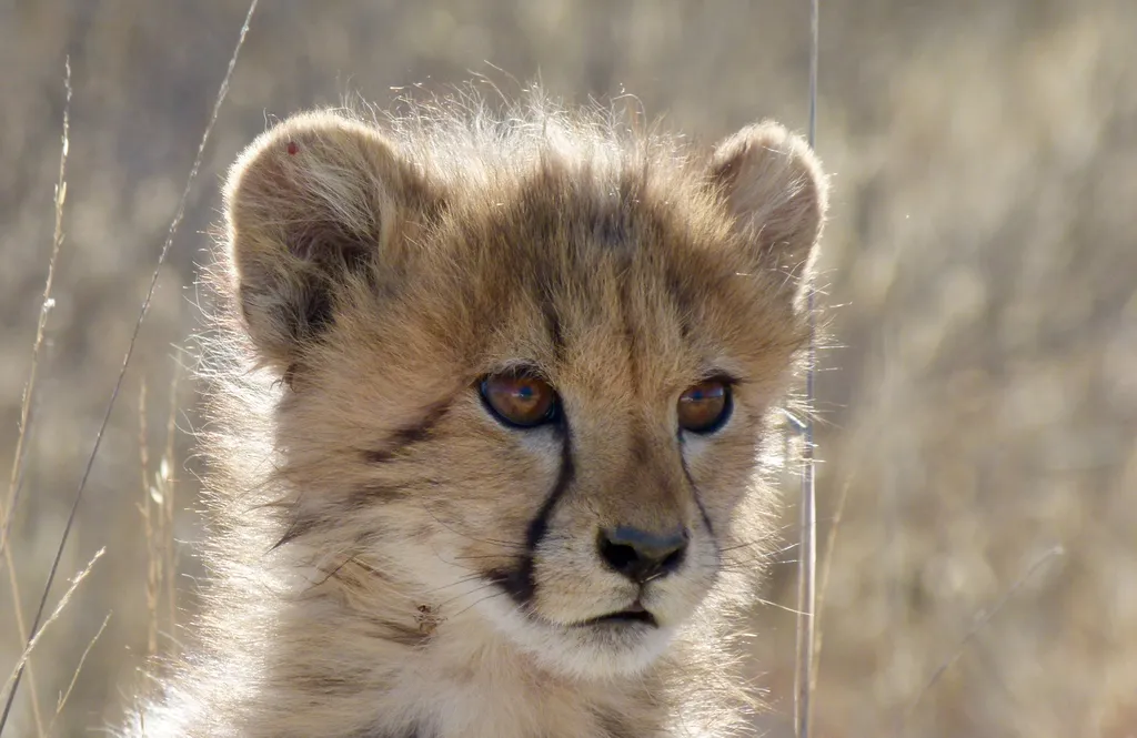 Cheetah