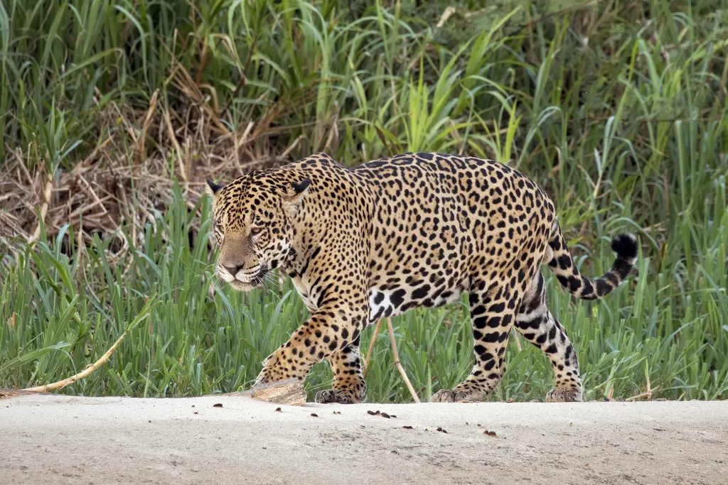Jaguar