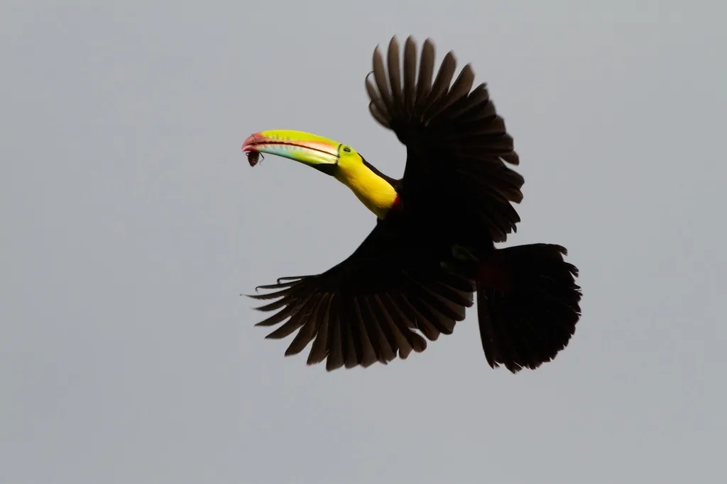 Keel-billed Toucan