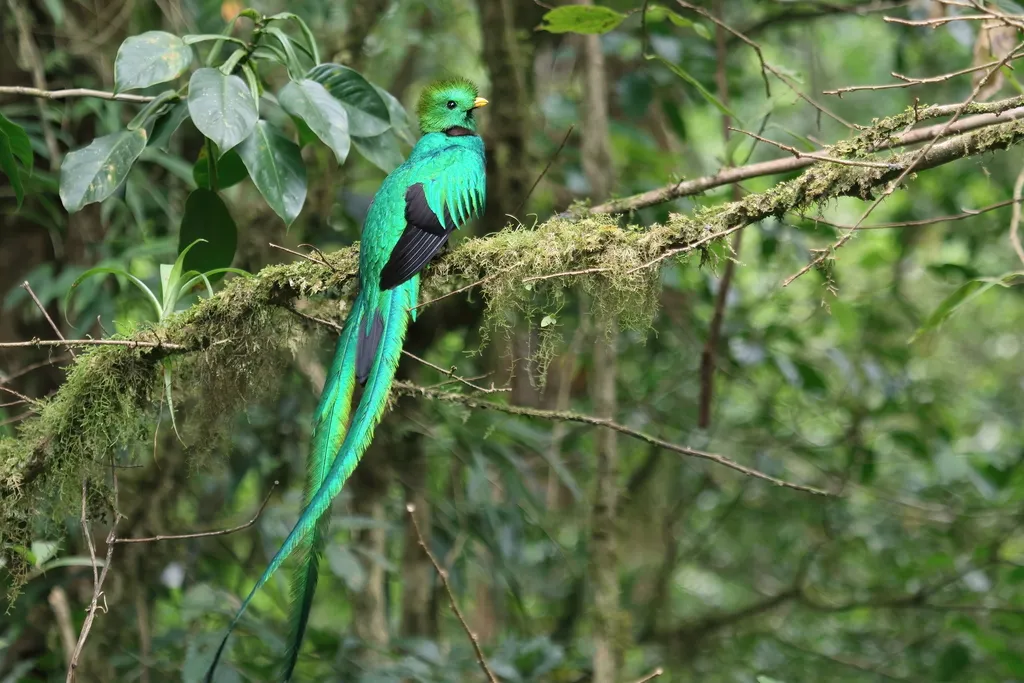 Resplendent Quetzal
