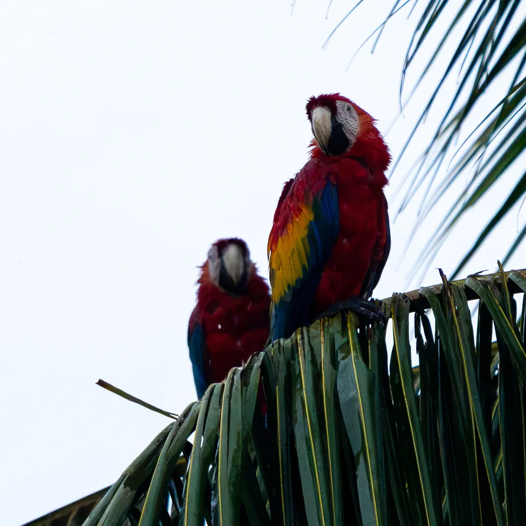 Scarlet Macaw