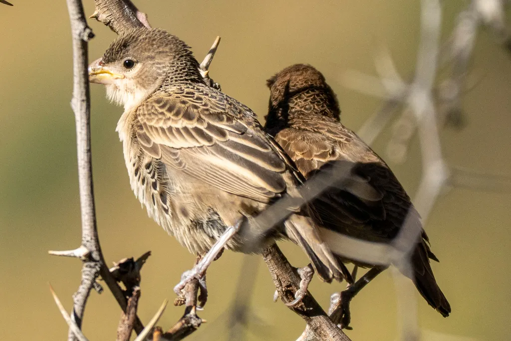 Sociable Weaver