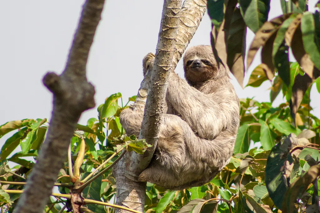 Three-toed Sloth