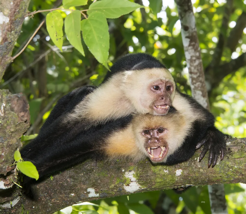 White-faced Capuchin